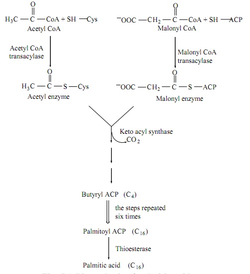 Conversion of Acetyl CoA Homework Help Assignment Help